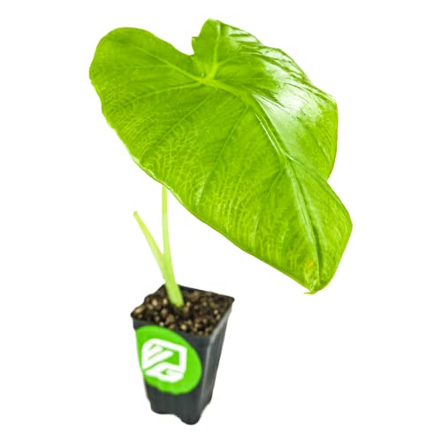 Thailand Giant Elephant Ear Live Plant - Colocasia gigantea