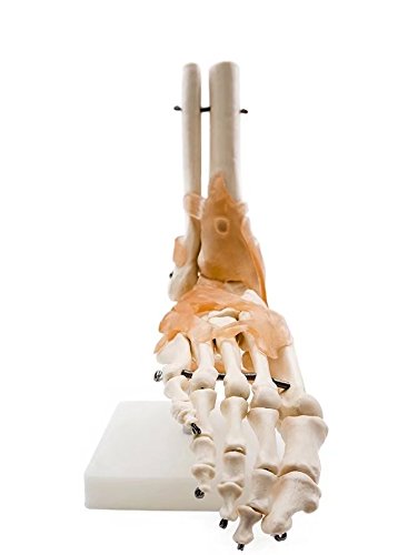 BoNew-Oral Life Size Foot Joint with Ligaments Anatomical Skeleton Model - Medical Anatomy