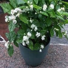 Oxygreenplant Jasmine, Yasmin, Belful,Bella, Jessamine,Jasminum,Air Layering Grafted Healthy Live Plant Actual Plant Height .1 ft to 2(Hybrid, Pack of 1)