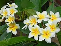 Image of Frangipani Plumeria Rubra Live Flower Plant ? Hybrid Champa Golachin Deva Ganneru with Pot | Beautiful Fragrant Bloom | 0.5?1.5ft Height | Outdoor & Garden Flower Plant ? Pack of 1