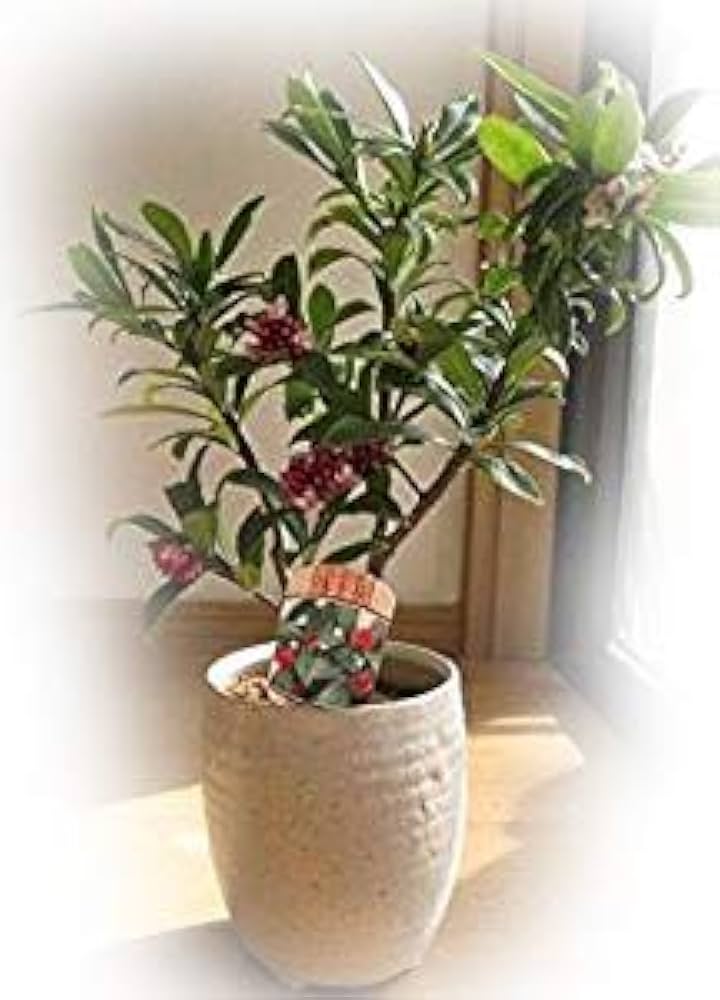 Amazon｜鉢植え沈丁花 ジンチョウゲ鉢花 誕生日花鉢プレゼント赤花