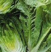 Lettuce Parris Island Romaine Great Heirloom Vegetable 10,000 Seeds