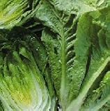 Lettuce Parris Island Romaine Great Heirloom Vegetable Bulk 40,000 Seeds