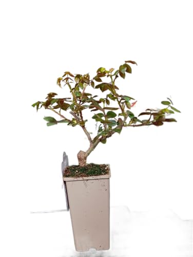 Rosal Arbustivo de Exterior – Planta Natural con Rosas Ideal Para Terraza o Balcón
