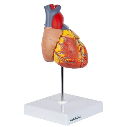 Deluxe Human Heart Anatomical Model –2-Part Medical Heart Model with 4 Chambers, Valves & Arteries | Life-Size Heart for Student Studies, Science Lab, Doctor Demonstrations & Medical Training