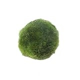 Mühlan Wasserpflanzen