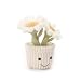 Imagen de Apricot Lamb