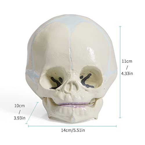 Image of Human Infant Skull Model - Fetus Skull Anatomy Baby Skull Model Life Size