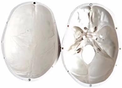 BoNew Medical Anatomical Human Skull Model High Quality Classic 3-Part Life Size