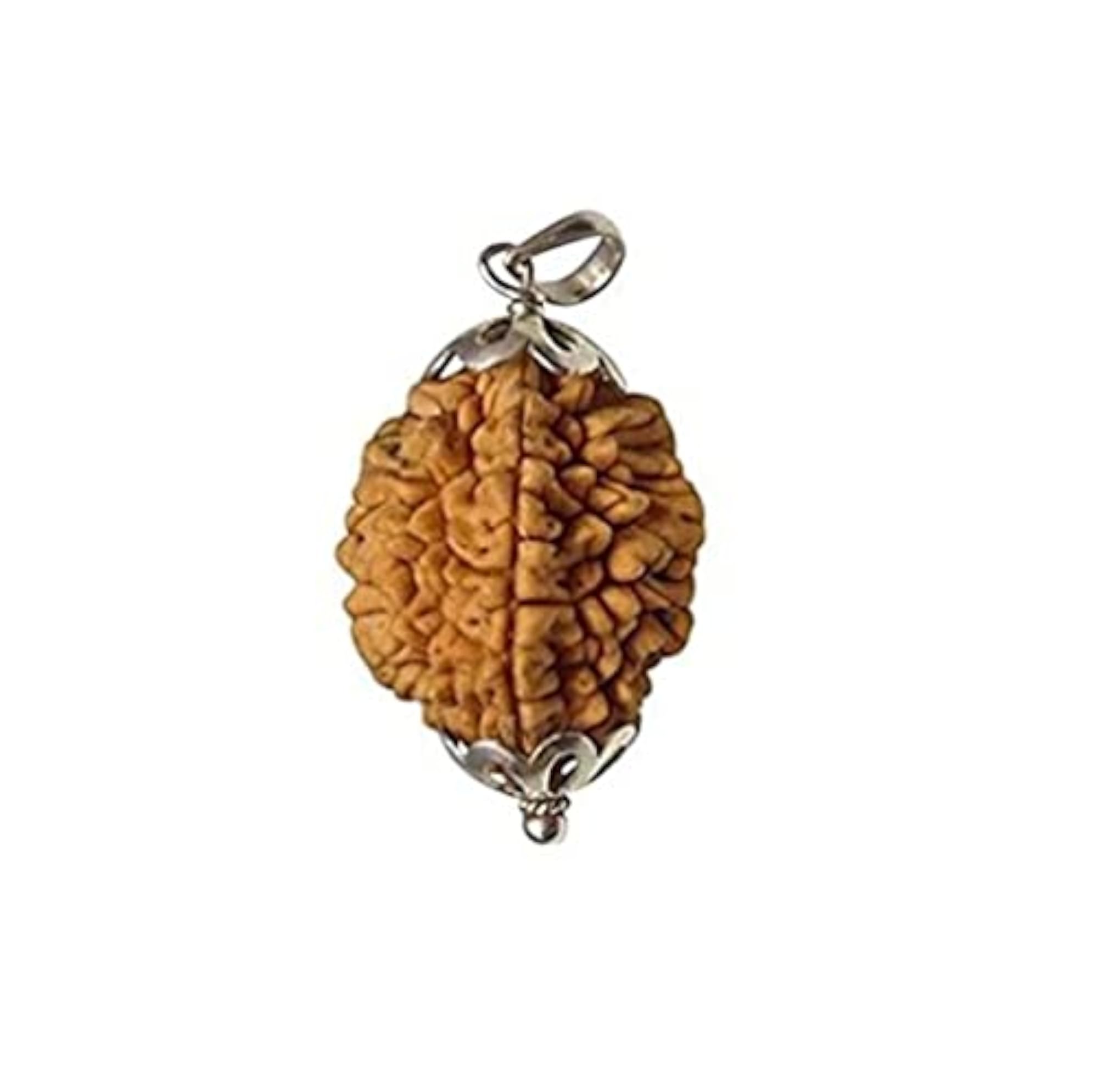 Trinetra Gems 2 Mukhi Rudraksha Original Certified