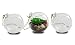 NeutralPure ECO Hanging Glass Plant Terrarium (3 Pcs)