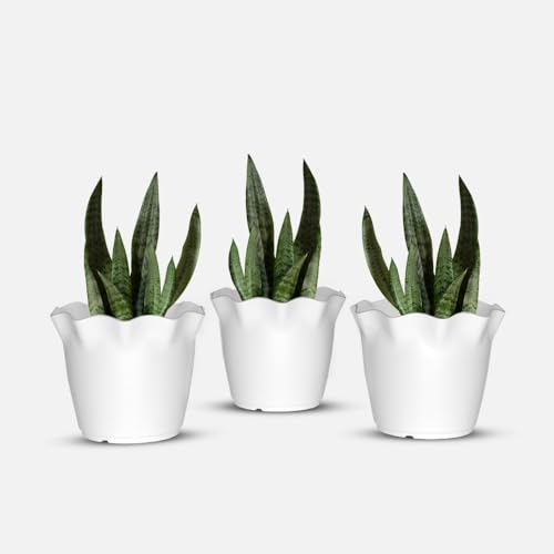 Image of YUCCABE ITALIA SHERA 8 Inch Plastic Flower Pot 3 Piece Set of Unbreakable Round Shape Planter for Home Garden Seedling, Indoor and Outdoor (White)