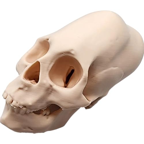 Human Peruvian Female Skull – 3D Printed Elongated Skull Replica with Cranial Binding Detail, Anthropology & Oddities Display – 3D Printed in Canada