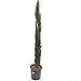 Produktbild Säulenzypresse - Cupressus Sempervirens - verschiedene Größen (110-130cm - Topf Ø 23cm 5,4Ltr.)