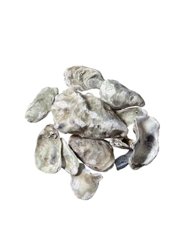 Austernschalen 100g Schnecken Häuserbau Calciumquellen Landschnecken Achatschnecken Zusatzfutter