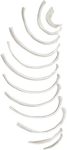 Disarticulated Rib Bones Set - 12 Bones - Left - Anatomically Accurate Human Rib Bone Model Replica - hBARSCI