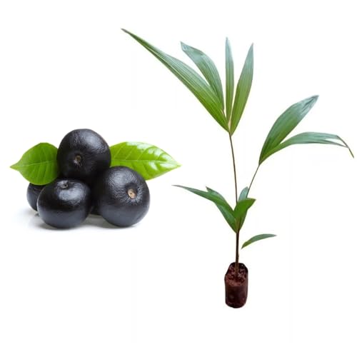 Genérico, Muda de Acai 20 a 40cm AMK - Plantas Online