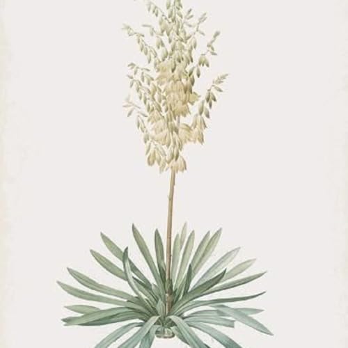 『Show 266: Yellow Root and Yucca』のカバーアート