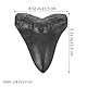 MAGICLULU Megalodon-Zahnfossil Haifischzähne Haifischzahn Sammlerstück Megalodon-Haiezahn Megalodon-Zähne deko Modelle Ornament Probe Schreibtisch Handhaben Graben Replik Student Figur Harz