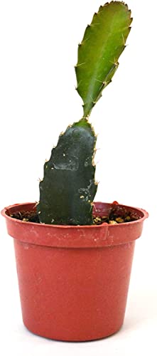 Pitahaya Planta Natural para Cultivar Frutas del Dragón