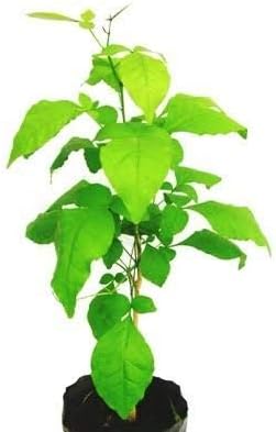 Bel Patra Aegle Marmelos (Multicolour)