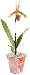 Orquidea Sapatinho Com Vaso Paphiopedilum Insigne Adulto Envasada Natural Flor