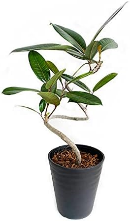 Amazon Co Jp フィカス トレソー 珍しいゴムの木 黒色セラアート鉢植え 観葉植物 レア 中型 Diy 工具 ガーデン Amazon Co Jp フィカス トレソー 珍しいゴムの木 黒色セラアート鉢植え 観葉植物 レア 中型 Diy 工具 ガーデン