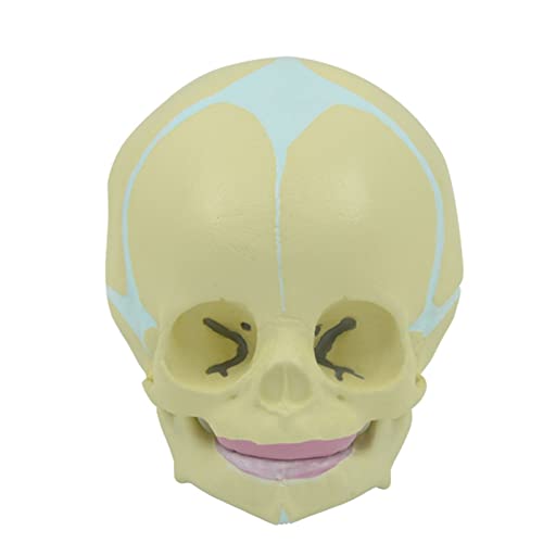 Baby for Head Bone Model with Movable Lower Jaw 1:1 Life Size Human Skull Model for Medical Teaching Demonstration Model