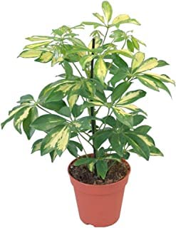 Guruji Plantation Schefflera Variegated Plant For Home and Garden with Pot (Pack of 1) (White)