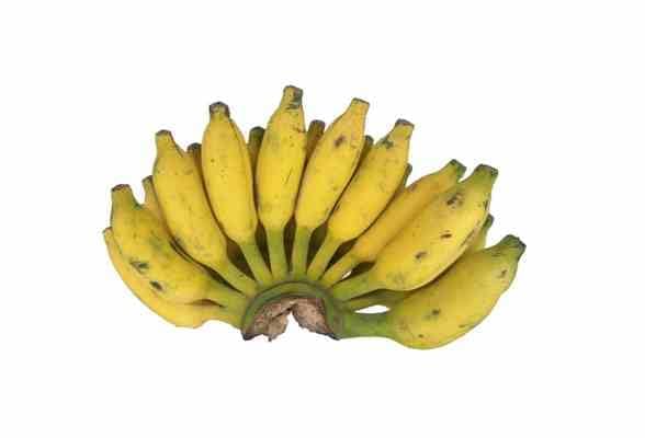 Image of Indian Kathali Banana Plant | Big Size Live Fruit Plant | Sweet & Aromatic Banana Variety | Healthy Plant for Home Garden & Terrace Gardening | Pack of 1