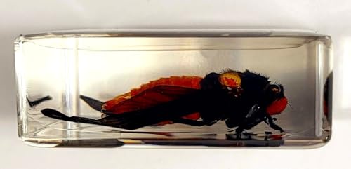 Image of 38mm Real Red Cicada in Crystal Lucite Resin Specimen Preserved Hueschy Incarnata Insect Taxidermy Collection for Biology Science Education & Desk Ornament Display Supplies