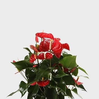 Red Anthurium Live Flamingo Plant with Flower, 30-45 cm | Self Watering Pot, Indoor Air-Layered Sapling, Home Decor, Vibrant Red Blooms, Easy Care Plant-image-20