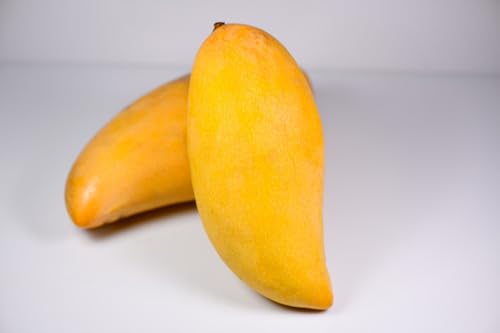 Image of Thai Nam Dok Mai Mango Grafted Live Plant 2-3 Feet Tall | Fast Growing Mango Tree | Fruits in 2-3 Years | Hybrid All Season Grafted Plant for Home Garden & Terrace Farming