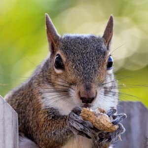 Amish Eco-Farm | Bulk Raw Peanuts in Shell, Virginia Grown by Hamptons Farms | Great for boiling, Squirrels feed, Birds feed and Wildlife. (25 lb box)
