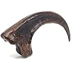 Velociraptor Claw - Raptor Claw - Solid Resin Cast