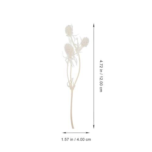 Flores secas prensadas para manualidades DIY resina miniatura 2