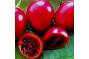 Tamarillo Tree Seeds: The Perfect Addition to Your Tropical Garden