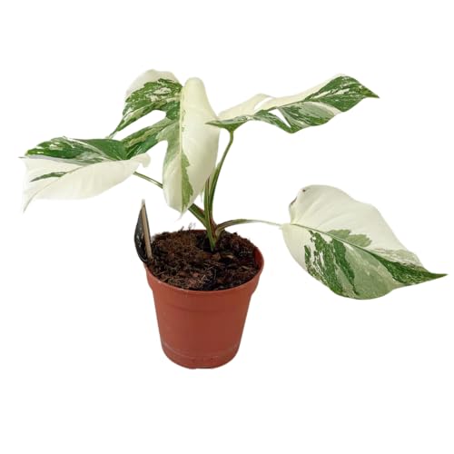 Monstera Deliciosa Variegata - Super Blanca - 30-40cm - Ø15cm - Planta de interior