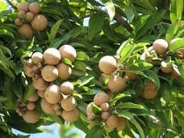 GREEN TREE NURSERY/ Garden Live Grafted Sweet Pouteria Sapota Chikoo Fruit Plant (B09LTC6HP2) Amazon Price History, Amazon Price Tracker