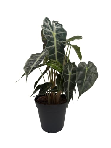 Amazon Black Shield Plant - Alocasia amazonica - Polly -