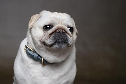 Flamingo Dog Collar Virginia Light blue L 43-53cm 25mm - Image 4