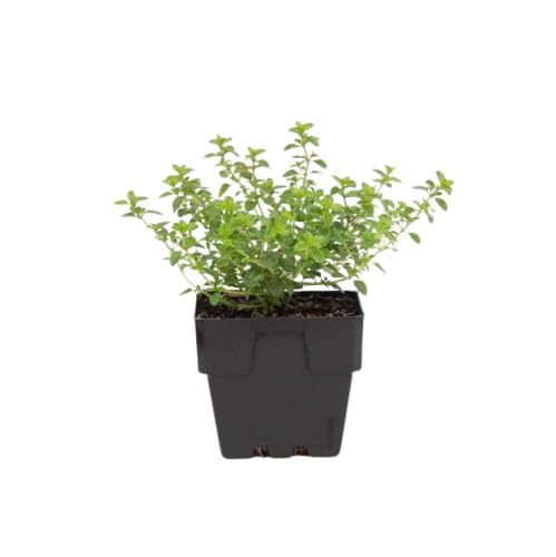 Hierba de Tomillo Planta Aromática Thymus Vulgaris