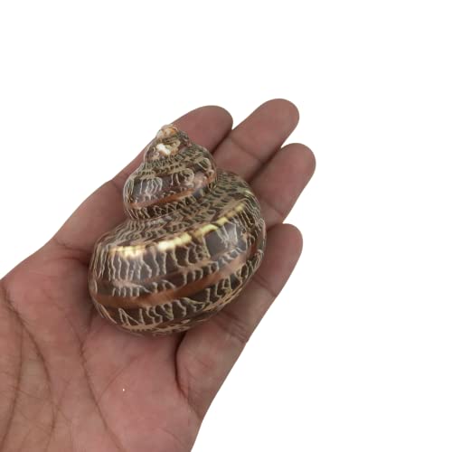 Image of MMvolesy Assorted Turbo Shell,Hermit Crab Shells 4Pc