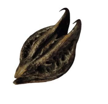 Chillatai Garuda Mukku | Bat Head Roots | TeluKondi Kaya Seeds – 5 Seeds (B0C96Y7VYL) Amazon Price History, Amazon Price Tracker