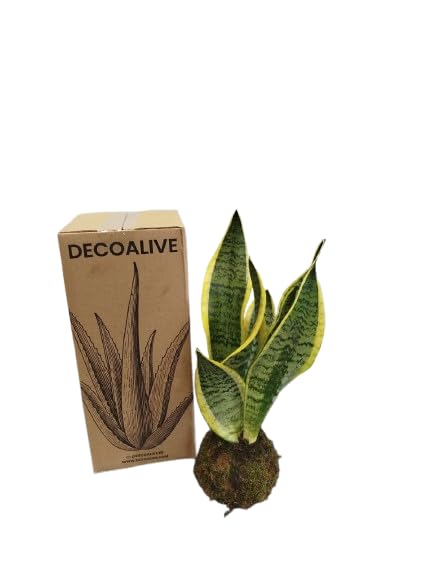 DECOALIVE Sansevieria Laurentii en Kokedama – Decoración Viva para tu Hogar