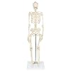 Anatomy Lab Rudiger Anatomie Miniature Skeleton Model, 25.5 Tall with Flexible Spine, Detachable Skull, Stand for Display and Discussion