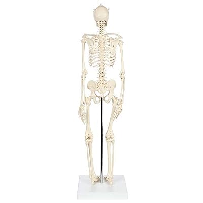 Anatomy Lab Rudiger Anatomie Miniature Skeleton Model, 25.5 Tall with Flexible Spine, Detachable Skull, Stand for Display and Discussion