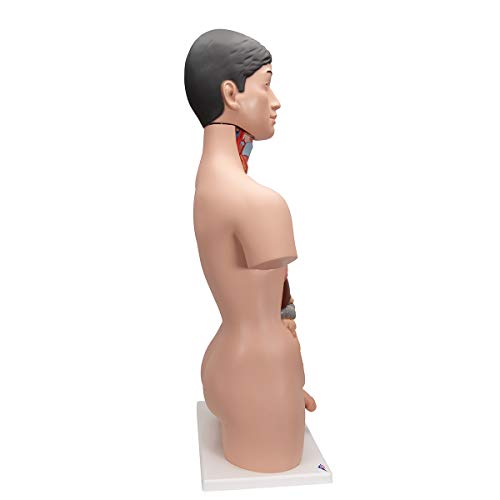 Image of 3B Scientific B32 /4 Japanese Dual-Sex Torso, - 3B Smart Anatomy