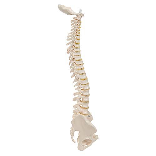 Image of 3B Scientific A18 /20 Mini Vertebral Column Flexible-No Stand - 3B Smart Anatomy