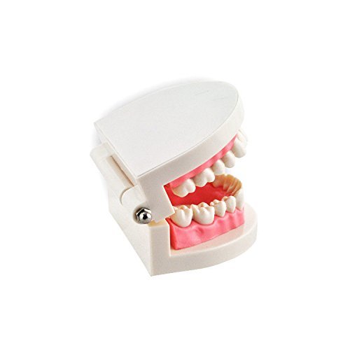 Miniatura 4 de Dental Enseñar Estudio Adulto estándar dentadura Demostración Dientes Modelo carne rosa